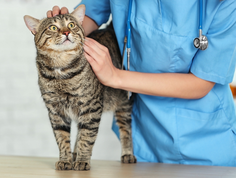 Veterinary Jobs in Golden